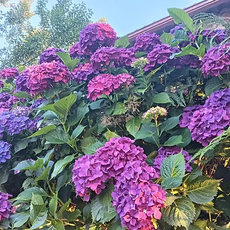 A Parrula, Mar, Rio Y Montana Nyaraló *